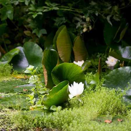 Bird Nest - Dine With The Eagles Private Retreat