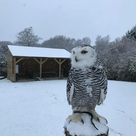 Daire Bird Nest - Dine With The Eagles Private Retreat Carlisle (Cumbria)