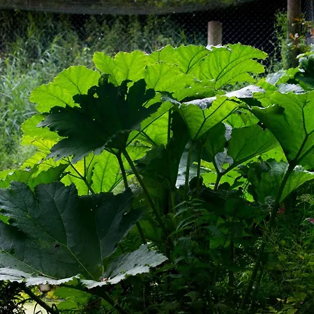 Bird Nest - Dine With The Eagles Private Retreat Carlisle (Cumbria)