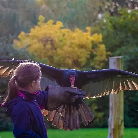 Bird Nest - Dine With The Eagles Private Retreat * Carlisle (Cumbria)